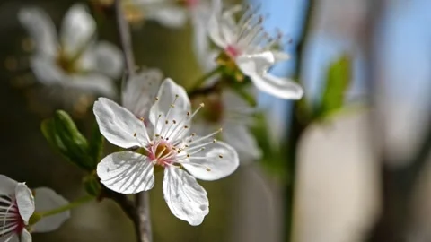 Apricot Blossom Close-Up – Soft Light 4K Macro 動画素材 321509121