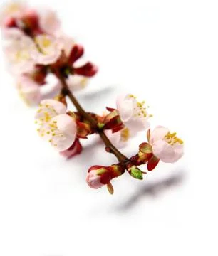Apricot blossom Stock Photos
