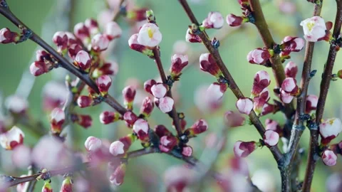 Apricot blossom process Stock Footage 235109790