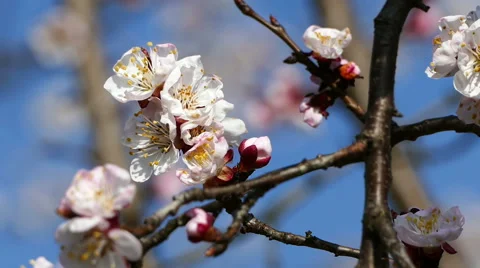 Apricot blossom in spring. Stock Footage 62096012