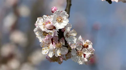 Apricot blossom in spring. Stock Footage 62099092