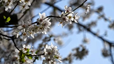 Apricot Blossoms Backlit with Bees – Close-Up Tilt 4K Cinematic Stock-Footage 320170676