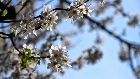Apricot Blossoms Backlit with Bees – Close-Up 4K Cinematic 스톡 동영상 320170680