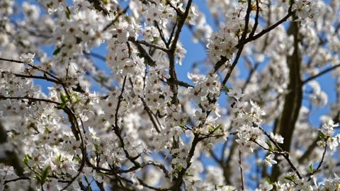 Apricot Blossoms with Bees – Soft Light 4K Cinematic 動画素材 320170642