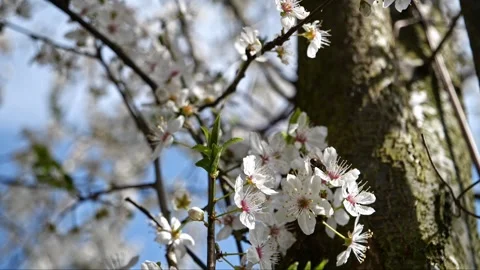 Apricot Blossoms Close-Up with Bees – Smooth Pan 4K Cinematic Stock-Footage 320170622