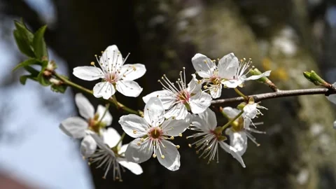Apricot Blossoms Close-Up – Soft Light 4K Macro 스톡 동영상 320170687