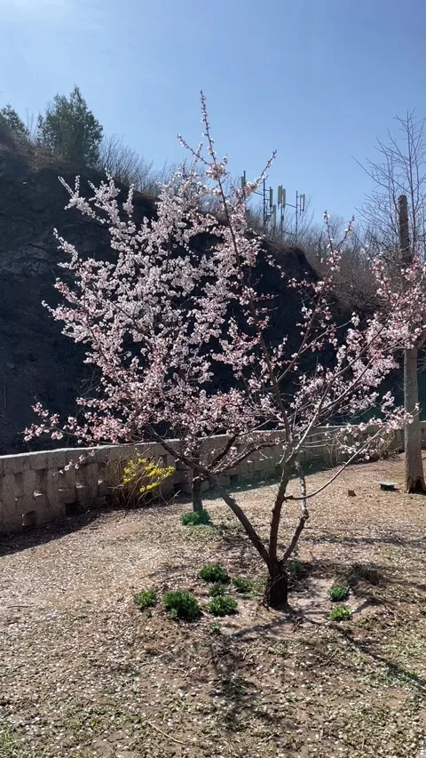 Apricot Blossoms Falling with Bees Hovering at Gubei Water Town Beijing Stock Footage 308690611