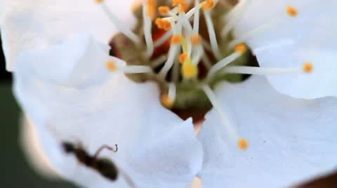 Apricot blossoms Stock Footage