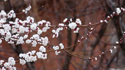 Apricot blossoms in the snow Vídeo Stock 344848042