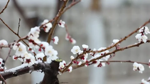 Apricot blossoms in the snow Vídeo Stock 344848093