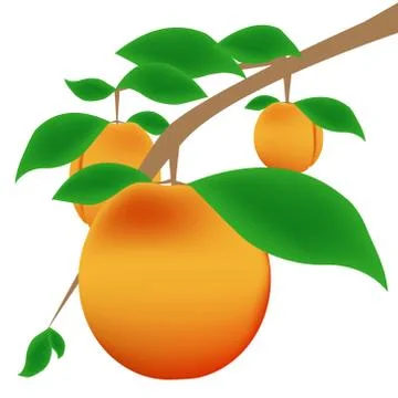 Apricot branch Stock Illustration