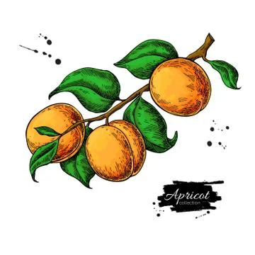 Apricot branch vector drawing. Hand drawn isolated fruit. Summer food Stock Illustration