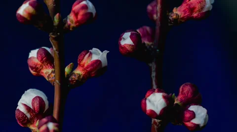 Apricot Branch on which Flowers Bloom Stock-Footage 37377901