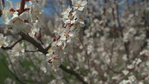 Apricot branches with flowers in spring bloom Stock Footage 181026659
