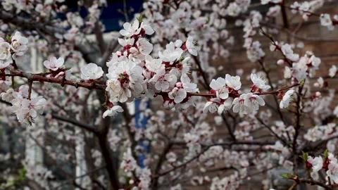 Apricot branches of a tree with white flowers in the spring garden Stock Footage 153998419
