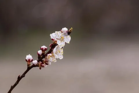 Apricot branch.Fruit trees bloom in spring. Flowering branch with white flo.. Stock Photos
