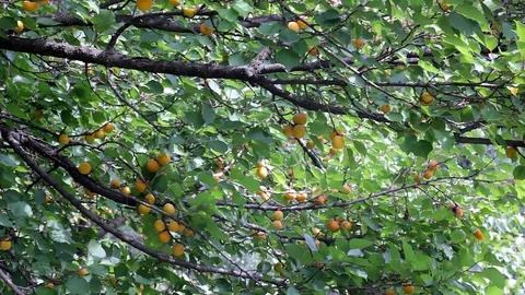 Apricot on the brunch Stock Footage 94598198
