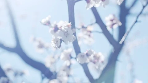 Apricot brunches close up 스톡 동영상 128391915