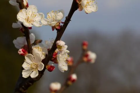 Apricot buds during sprouting - spring awakening of nature. Stock Photos