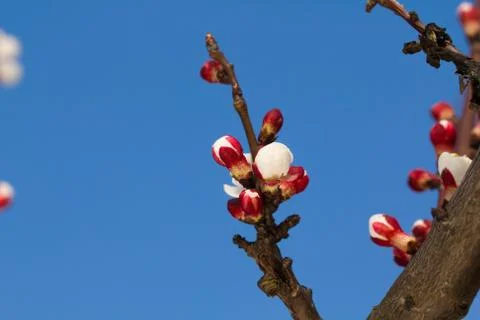 Apricot buds during sprouting - spring awakening of nature. Stock Photos