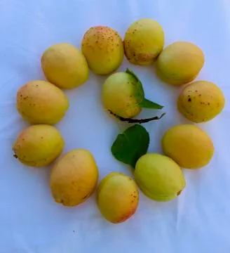 Apricot circle Stock Photos