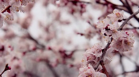 In apricot colours Stock Footage 49908222