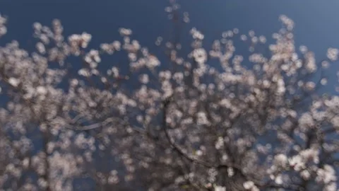 Apricot Defocus to focus Log 스톡 동영상 133443186