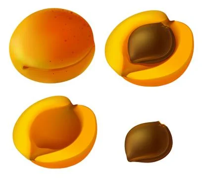 Apricot elements Stock Illustration