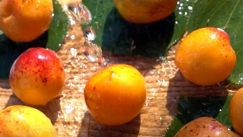 Apricot Falling With Splash Between Apricots. Slow Motion. Video stock 112338407