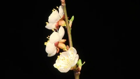 Apricot flower blossoming. Stock Footage 74431086