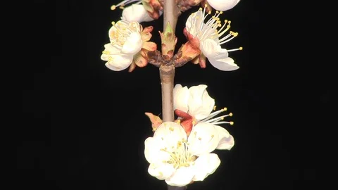 Apricot flower blossoming. Stock Footage 75006453