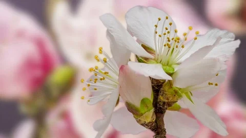 Apricot flower blossoming macro timelapse Stock Footage