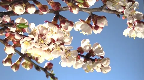 Apricot flower blossoming time lapse on a blue background. Video stock 62014367