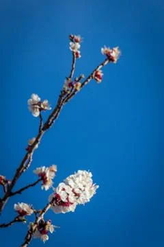 Apricot Flower Buds 写真素材