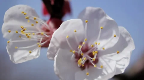 Apricot flower Stock Footage 34423822