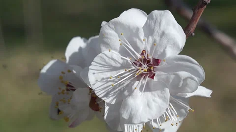 Apricot flower Stock Footage 36538497