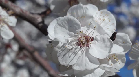 Apricot flower Stock Footage 36538525