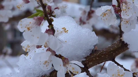 The apricot flower in the snow. Video stock 74706340