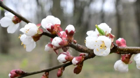 Apricot flower stirred by wind in spring with water droplets Stock Footage 50308515