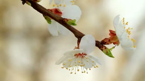 Apricot flower in the sun. Видео 10895954