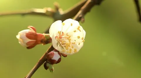 Apricot flower in the sun. Stock Footage 10895976
