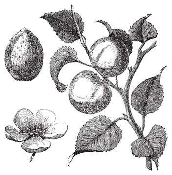 Apricot flower, tree and kernel old engraved illustration Stock Illustration