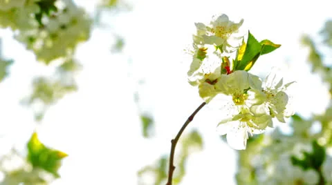 Apricot flowers blooming in spring Stock Footage 23729429