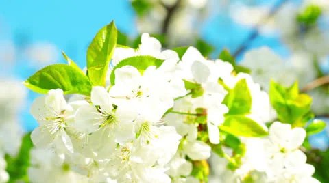 Apricot flowers blooming in spring Stock Footage 23729581