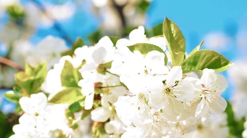 Apricot flowers blooming in spring 库存影片 81131453
