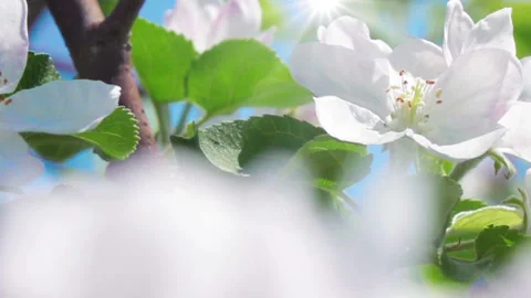 Apricot flowers blooming in spring 库存影片 90217287