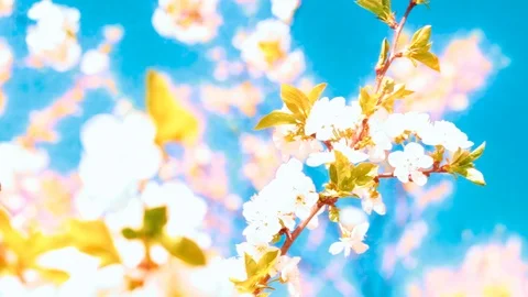 Apricot flowers blooming in spring Stock Footage 107329673