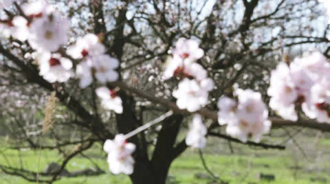 Apricot flowers Stock-Footage 22720825