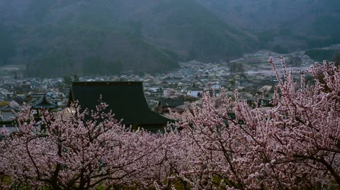 Apricot flowers Stock Footage 48991721