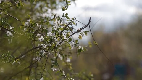 Apricot Flowers Stock Footage 69735814